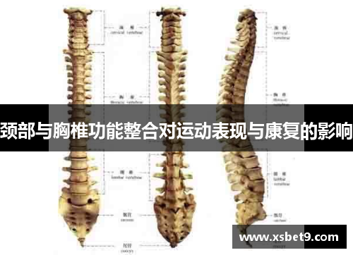 颈部与胸椎功能整合对运动表现与康复的影响